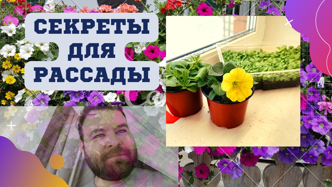 Секреты хорошей рассады | Рассада в марте