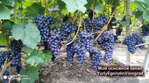 🍇 Зачем мне запасной канал? Создал канал о выращивании винограда. Для начинающих.
