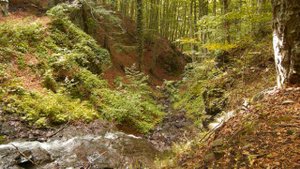 А.Иващенко_Земляничная поляна