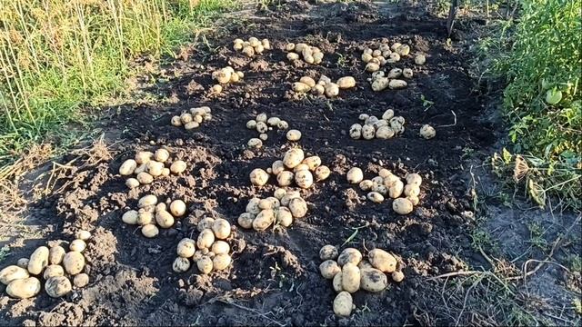 Урожай картофеля 2021 смотреть онлайн