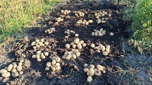 Урожай картофеля 2021