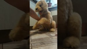 моя собака по имени Бисквит❤️🥺