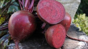 Выращивание свеклы в открытом грунте как бизнес