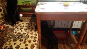 Вязка котов,  кошка приехала на свидание))