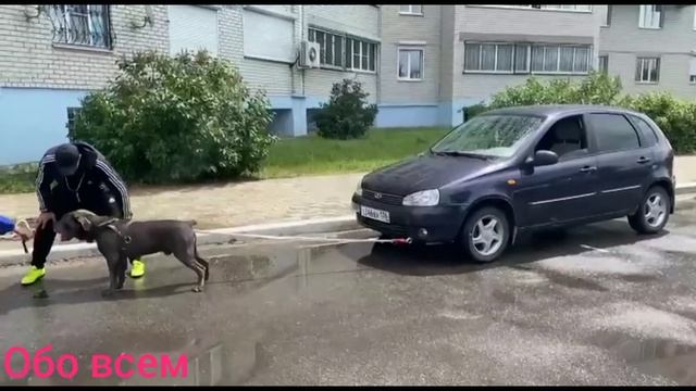 В Воронеже пёс Фараон породы Кане Корсо установил очередной российский и мировой рекорд!