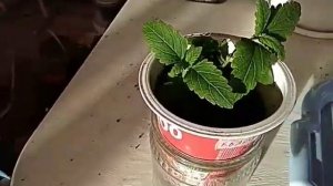 Вариант ФИТИЛЬНОГО ПОЛИВА  для выращивания рассады