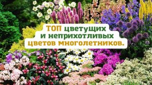 ТОП цветущих и неприхотливых - цветов многолетников.?