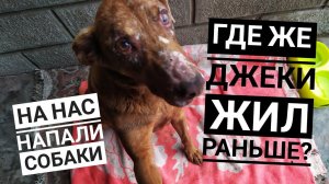 На бездомного пса напали собаки| Узнали где Джеки жил раньше |Покупки Четвероногим.