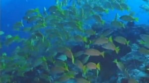 Бунакен Лучшие дайв-сайты ч1