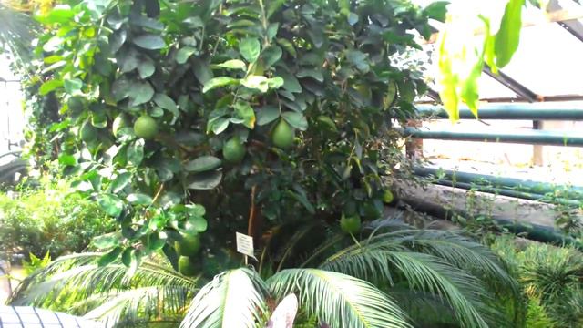 ботанический сад чита 2015 смотреть онлайн