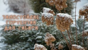 Зимостойкие гортензии для сибири.???.