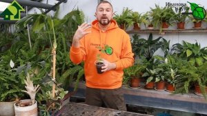 СДЕЛАЙТЕ ТАК И ЗАБУДЬТЕ О ВЕРШИНКЕ НАВСЕГДА! Большой урожай без вершинной гнили ГАРАНТИРОВАН!