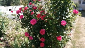 Роза "Критерион" - плетистая. 🧚♀️🌹🧚♂️