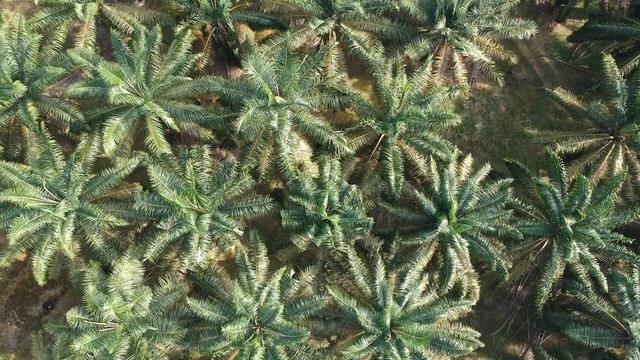 Пальмы 🌹 🌹🌹.palm trees смотреть онлайн