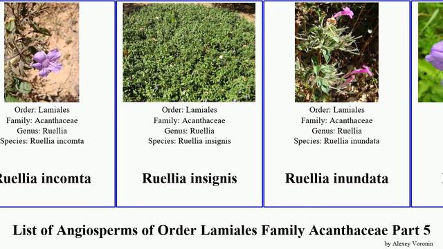List of Angiosperms of Order Lamiales Family Acanthaceae Part 5 ruellia pseuderanthemum rungia