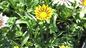 Наша Рассада Гацании