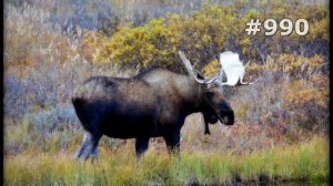#990. Лоси (В мире животных)