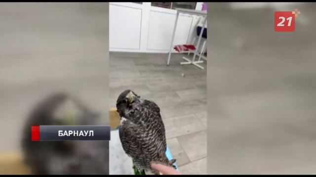 Краснокнижная самка кречета прилетела из Мурманска в Барнаул смотреть онлайн