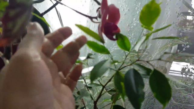 Дом в цветах// Комнатные цветы// Обзор, гарнитур с Алиекспресс, новинка. смотреть онлайн