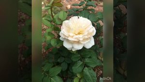 Crocus rose (David Austin) Крокус роуз Английские розы