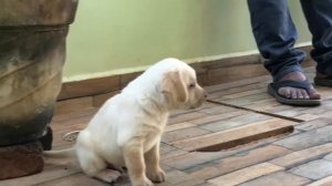 Labrador and Doberman fun play