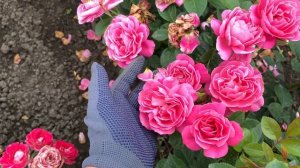 «Открытие года» не новый сорт Gemma?