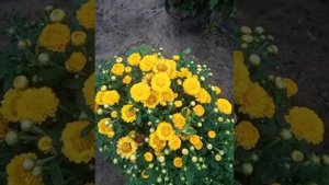 Шаровидные хризантемы...2 месяца после высадки.