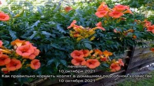 Кампсис Мадам Гален – популярный теплолюбивый гибрид в вашем саду