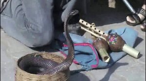 Джайпур. Заклинатели змей