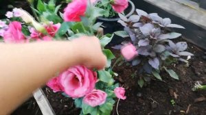Эустома в цвету. Лучшие расцветки.