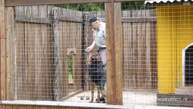 Дрессировка немецкой овчарки Алекса Упражнения у чашки смотреть онлайн