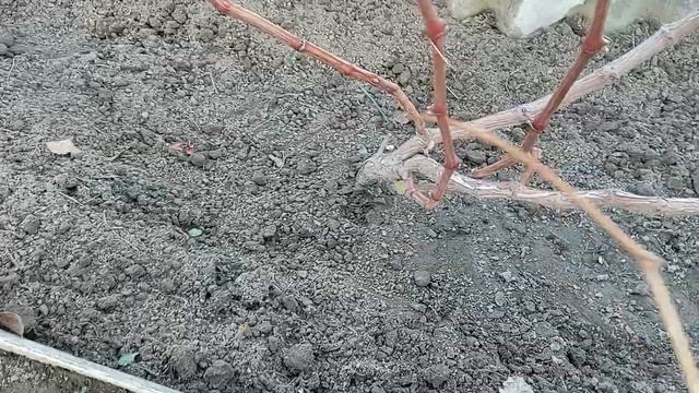Виноград на Волині.Обрізка молодих кущів,вкривання і зберігання пагонів.