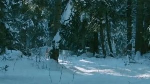 ЖИВОТНЫЕ ЗИМОЙ В ЛЕСУ Прекрасный ролик для детей и взрослых