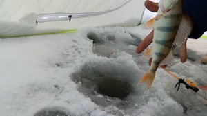 ОЗЕРО ЧЕРВЯНОЕ. ОКУНЬ ,РИПУС . 18 ноября 2021