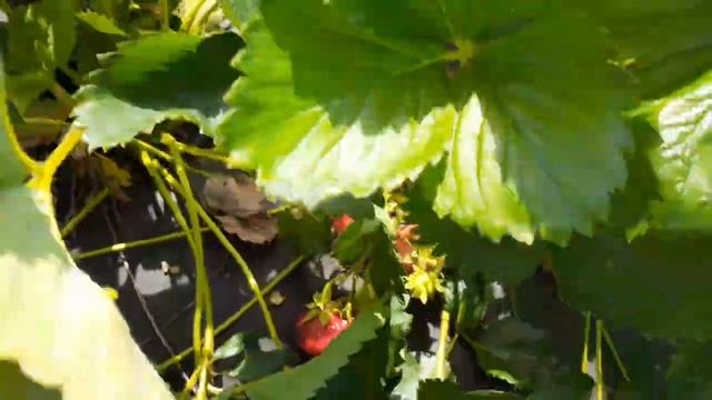 Крупноплодный средне-поздний сорт VR-4 (Верона). смотреть онлайн