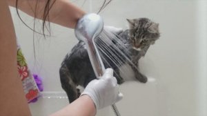 помыть кота? Наш кот боится воды !