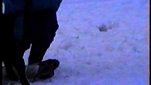 Зима... ризены, ротвейлеры и даже курцхар, первая съёмка, учимся снимать смотреть онлайн