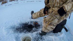 Чебак зимой. Зимняя ловля чебака и подлещика