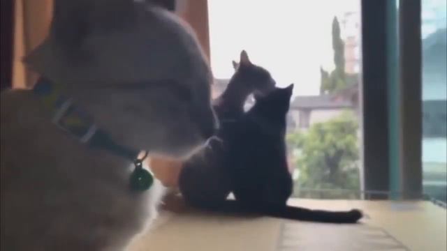 СМЕШНЫЕ ЖИВОТНЫЕ - КОШКИ, СОБАКИ И ДРУГИЕ#2 смотреть онлайн