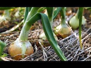 Почему желтеет лук на грядке? Как избежать пожелтения лука? Желтеет лук что делать?