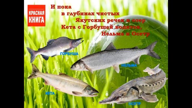 «По страницам Красной книги РС(Я)» смотреть онлайн