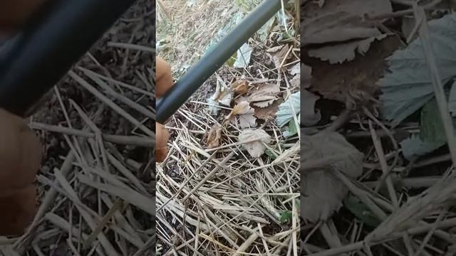 малина Капельный полив смотреть онлайн