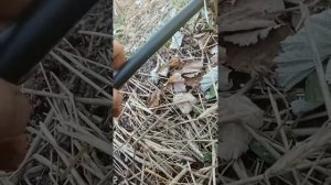 малина  Капельный полив