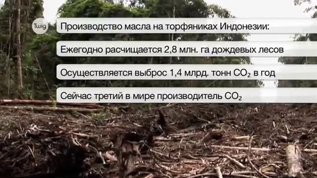 Пальмовое масло Биотопливо будущего смотреть онлайн