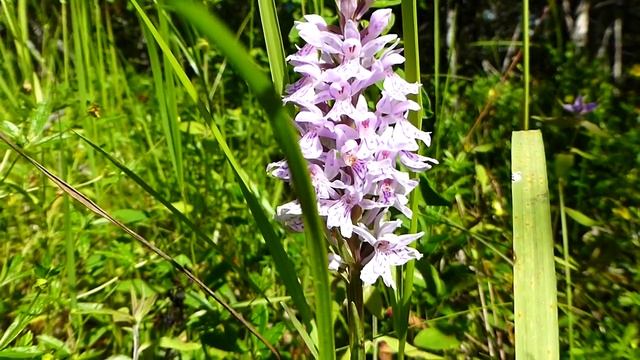 Карелия.Цветы островов Ладоги.Орхидеи острова Путсаари ( ятрышник ).16 июля 2014 года. смотреть онлайн