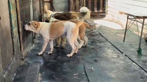 Алабай девочки свободны