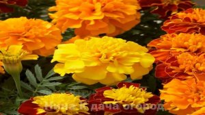Бархатцы: выращивание и польза бархатцев