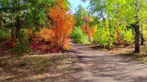 Челябинский парк. Золотая осень. Живая природа южного Урала изумительно прекрасна. 24.09.2021г