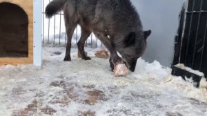 Рык Волка, Крупный Канадский волк Акела показывает характер, Канадский волк, северный волк