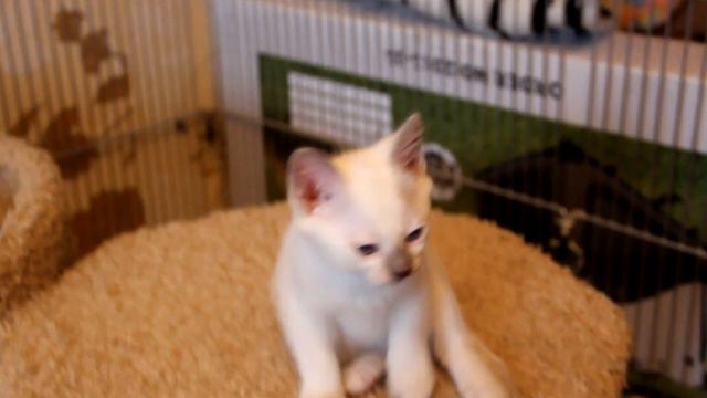 Котята  тайские смотреть онлайн